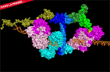 Radiothérapie : Pour défendre l’ADN, les protéines partent en quête de l’anneau